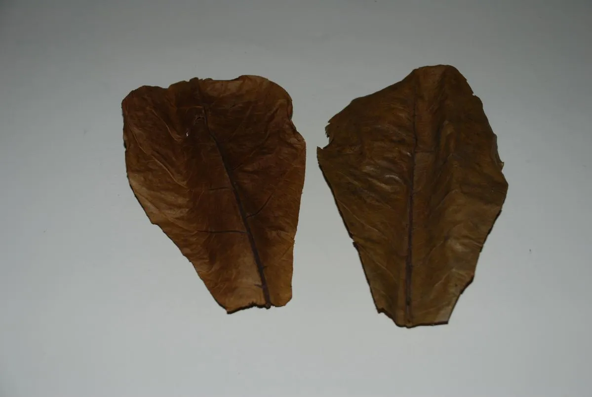 Ken's Premium Catappa Leaves Large 10 Count