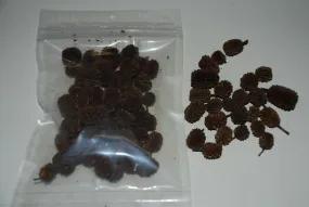 Ken's Premium Indian Alder Cones 2 oz. Bag