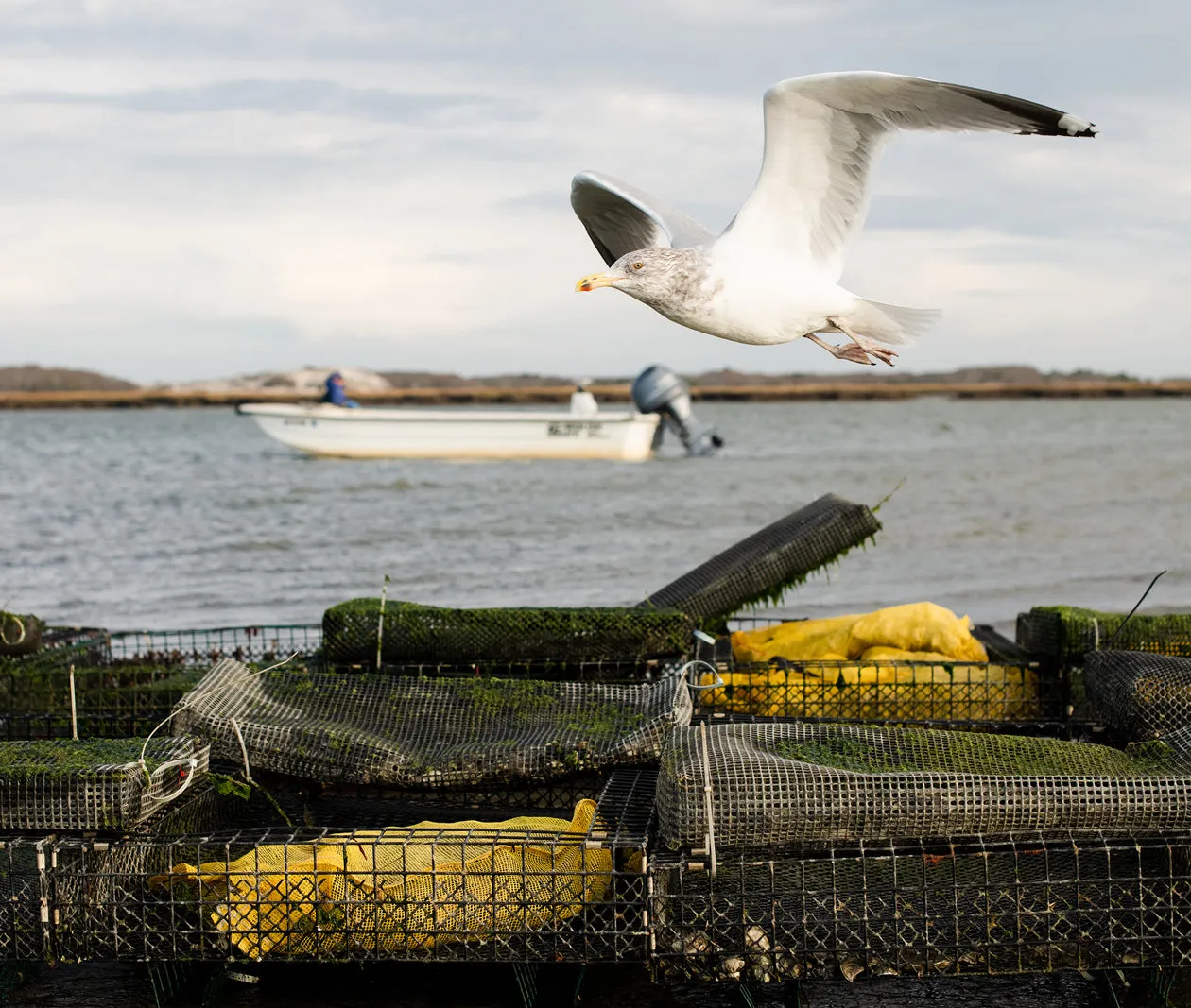 Moon Shoal Oysters from Barnstable, MA