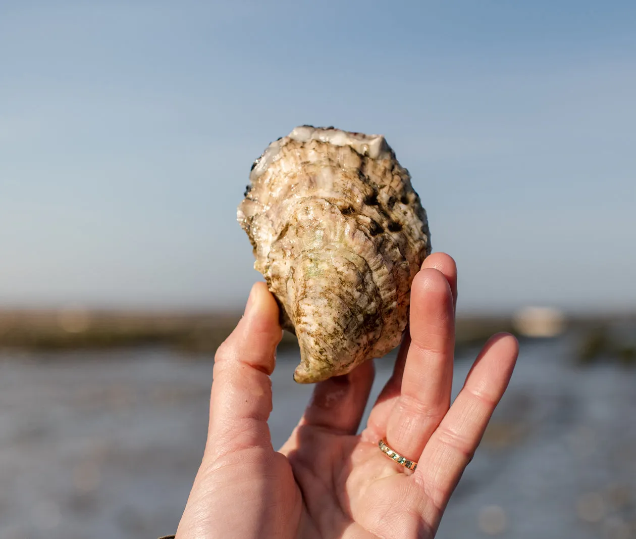 Moon Shoal Oysters from Barnstable, MA